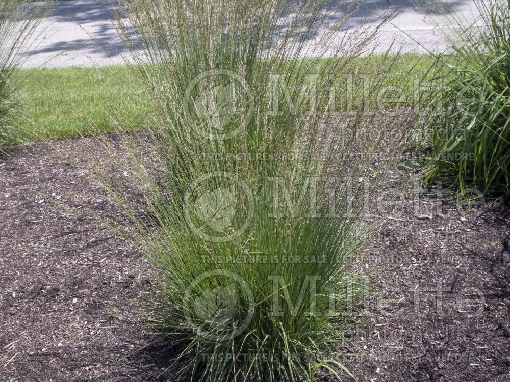 Molinia Moorhexe (Purple moor grass Ornamental Grass) 4