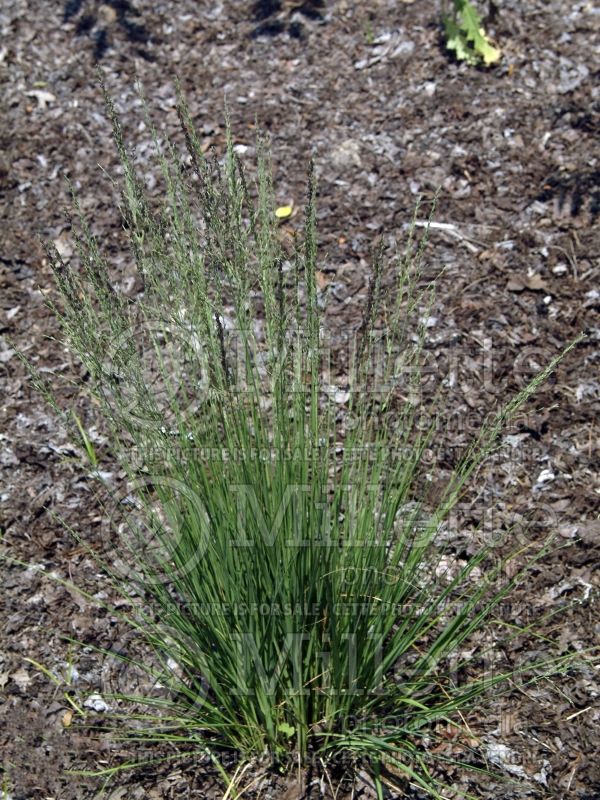 Molinia Moorflamme (Purple moor grass Ornamental Grass) 1