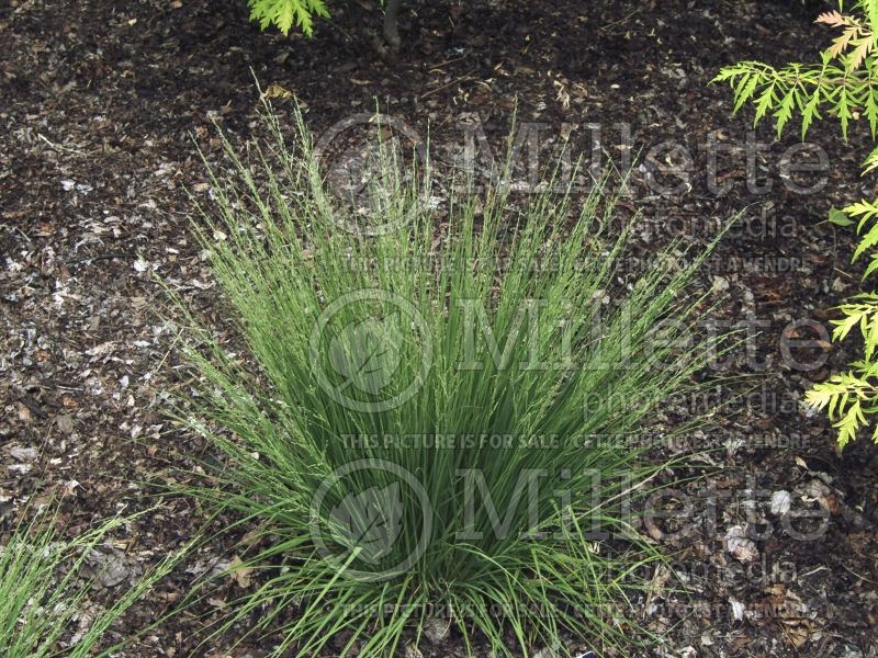 Molinia Moorflamme (Purple moor grass Ornamental Grass) 2