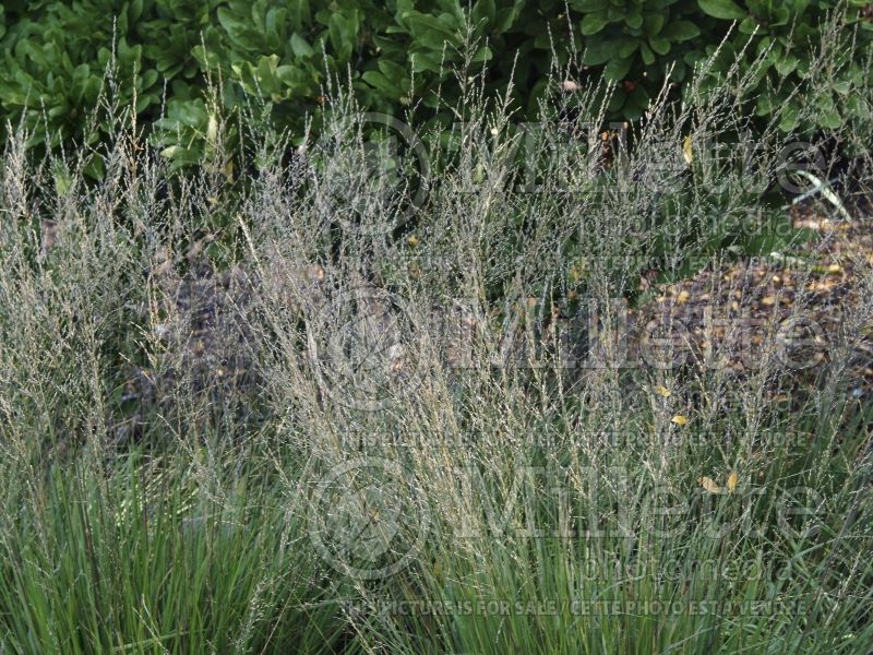 Molinia Moorflamme (Purple moor grass Ornamental Grass) 3