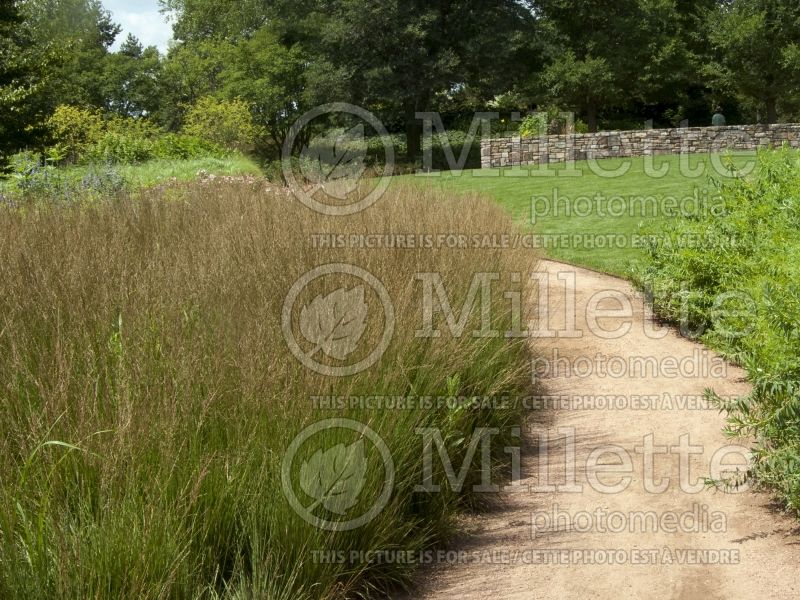 Molinia Moorflamme (Purple moor grass Ornamental Grass) 5