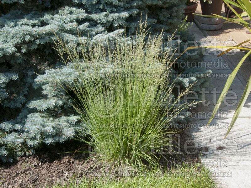 Molinia Moorflamme (Purple moor grass Ornamental Grass) 7