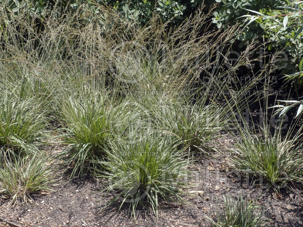 Molinia Poul Petersen (Purple moor grass Ornamental Grass) 3