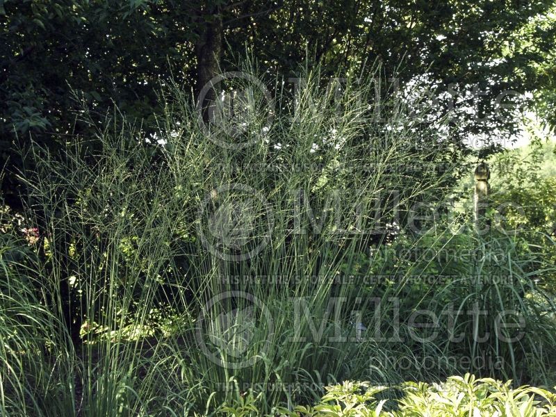 Molinia Skyracer (Purple moor grass Ornamental Grass) 2