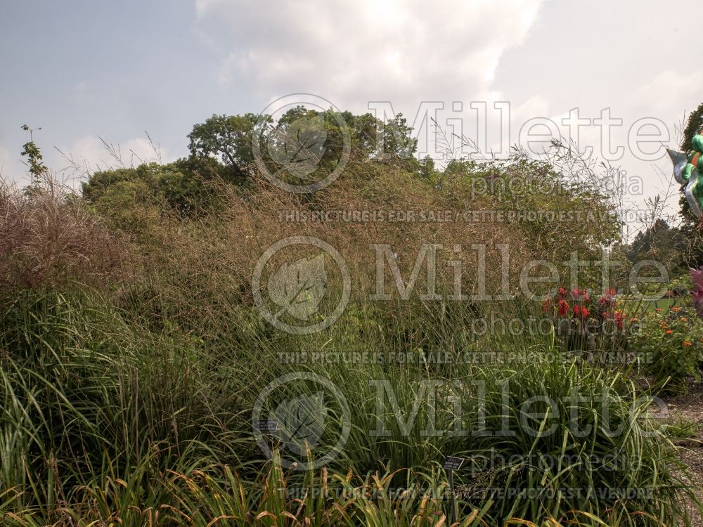 Molinia Skyracer (Purple moor grass Ornamental Grass) 5
