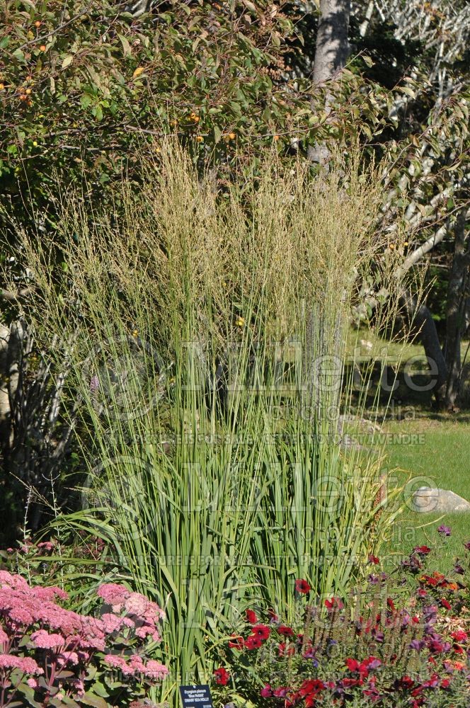 Molinia Skyracer (Purple moor grass Ornamental Grass) 3