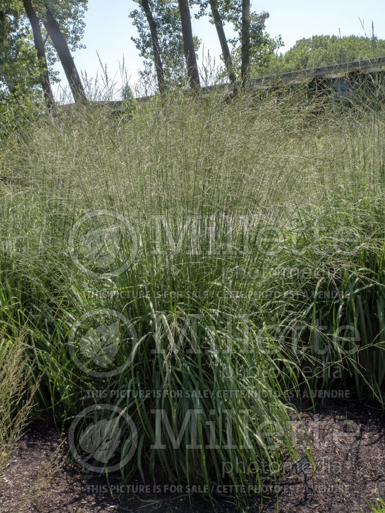 Molinia Staefa (Purple moor grass Ornamental Grass) 1
