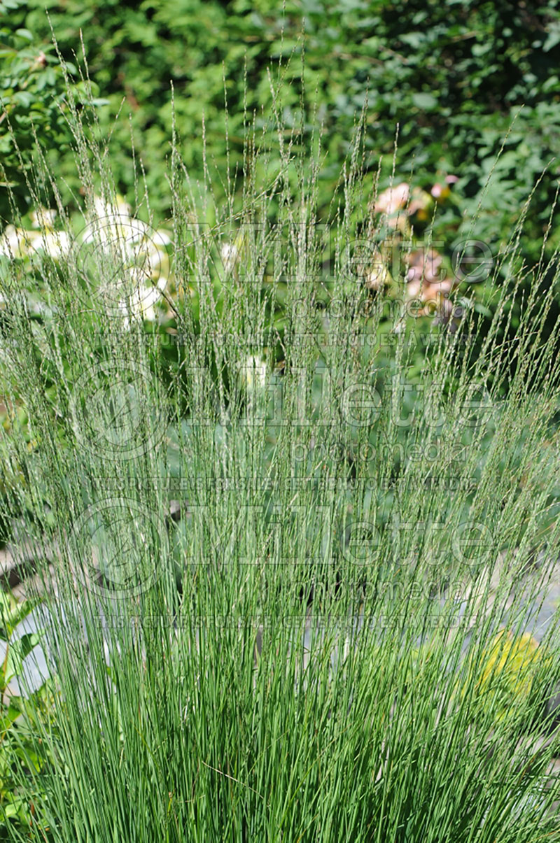 Molinia Strahlenquelle (Purple moor grass Ornamental Grass) 1