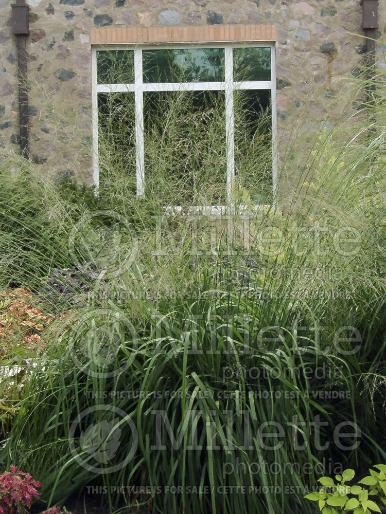 Molinia Transparent (Purple moor grass Ornamental Grass) 3