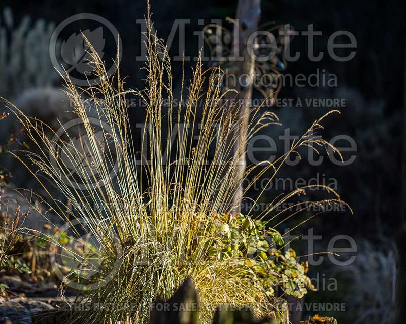 Molinia Variegata (Purple moor grass Ornamental Grass) 6