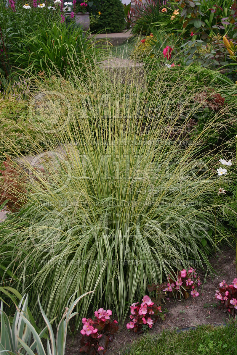 Molinia Variegata (Purple moor grass Ornamental Grass) 1 