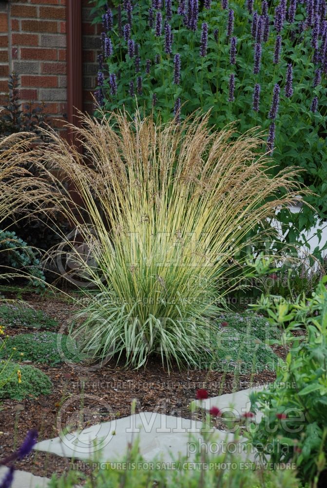 Molinia Variegata (Purple moor grass Ornamental Grass) 2