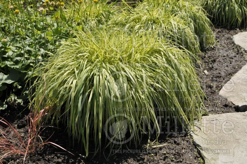 Molinia Variegata (Purple moor grass Ornamental Grass) 8