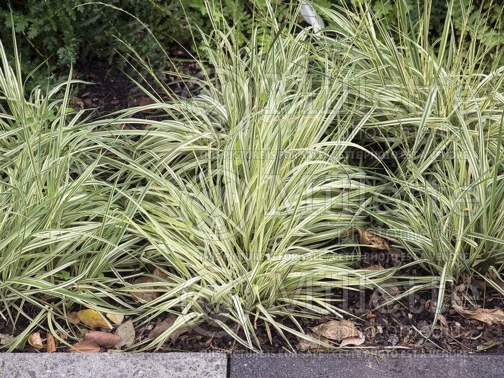 Molinia Variegata (Purple moor grass Ornamental Grass) 4