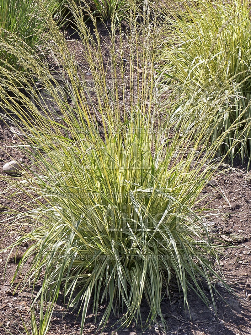 Molinia Variegata (Purple moor grass Ornamental Grass) 5