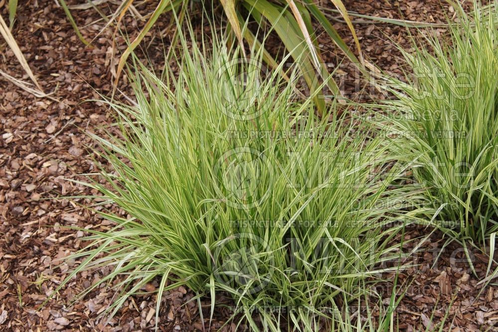 Molinia Variegata (Purple moor grass Ornamental Grass) 10