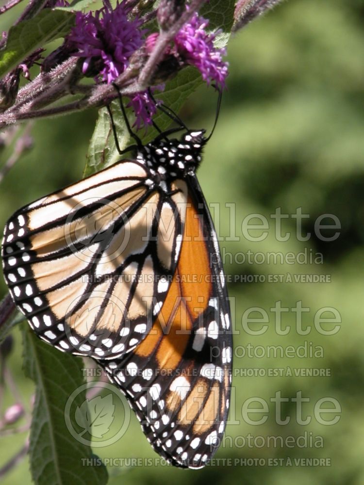 Monarch butterfly attached to a flower  1 