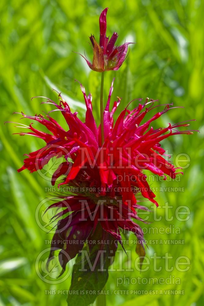 Monarda Cambridge Scarlet (Bee Balm bergamot) 3  