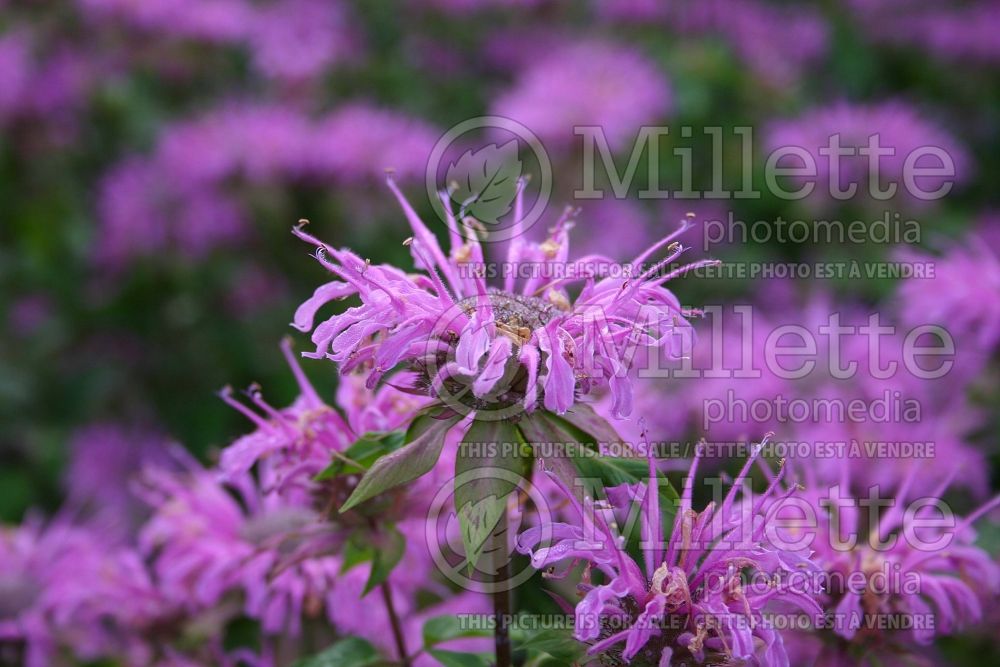 Monarda Claire Grace (Bee Balm bergamot) 5