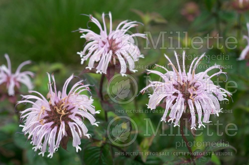 Monarda Claire Grace (Bee Balm bergamot) 4