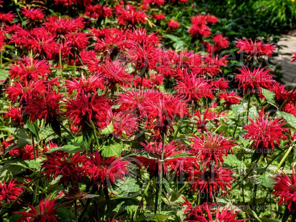 Monarda Gardenview Scarlet (Bee Balm bergamot) 5
