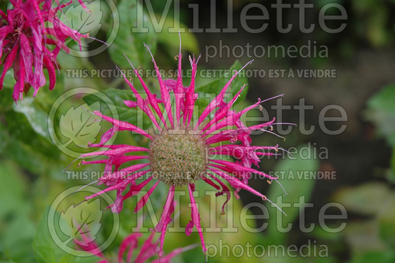 Monarda Adam (Bee Balm bergamot) 1  