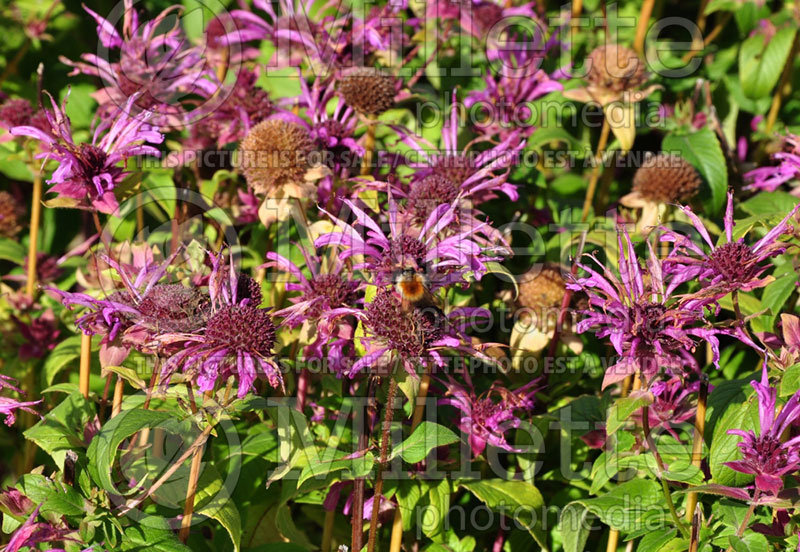 Monarda Aquarius (Bee Balm bergamot) 1 