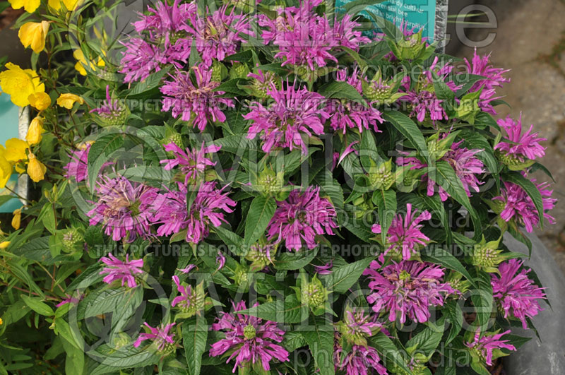 Monarda Arcade (Bee Balm bergamot) 1  