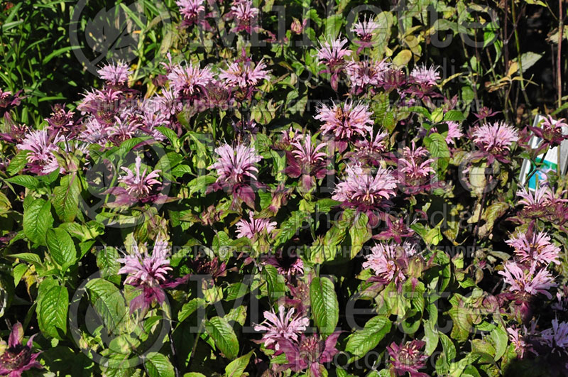 Monarda Beauty of Cobham (Bee Balm bergamot) 1 