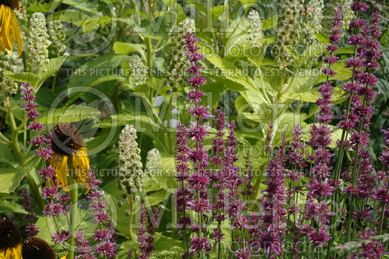 Monarda Bee's Favorite (Bee Balm bergamot) 1  