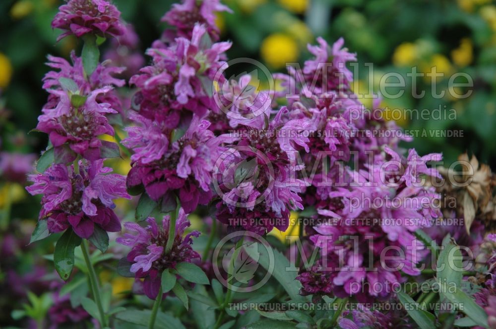 Monarda Bergamo (Bee Balm bergamot) 3  