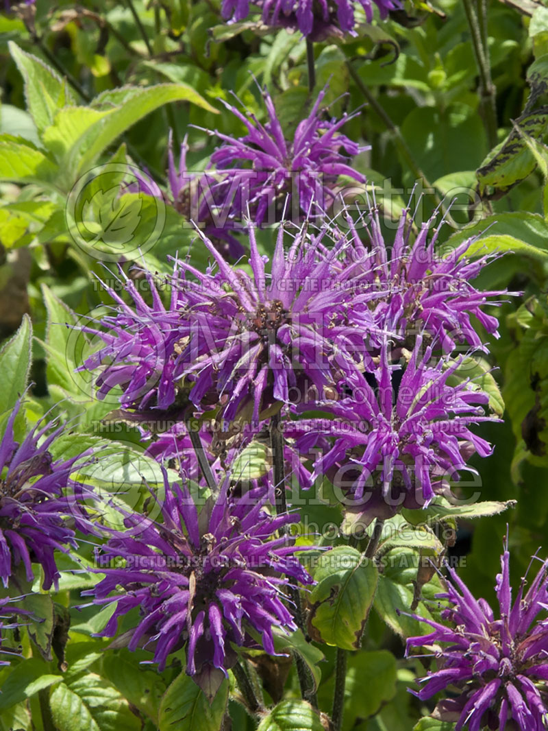 Monarda Blue Stocking (Bee Balm bergamot) 1 