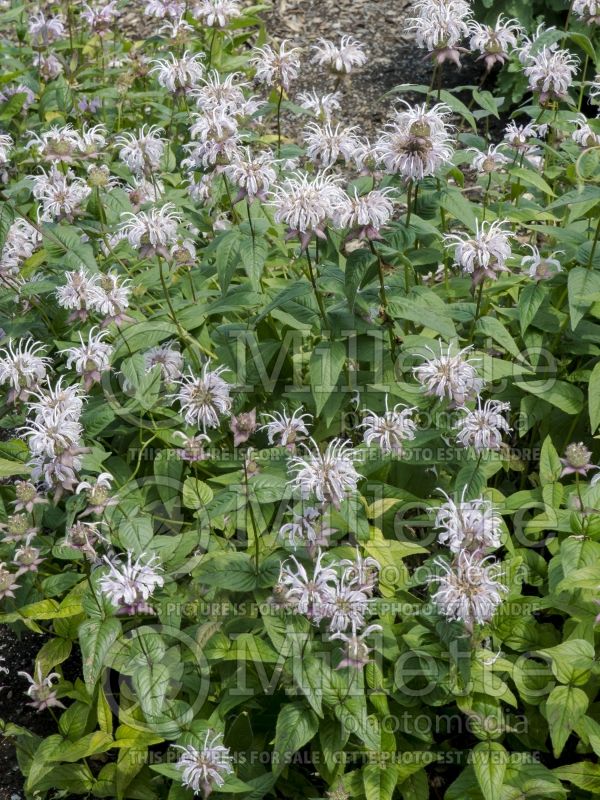 Monarda bradburiana (Bee Balm bergamot)  3 