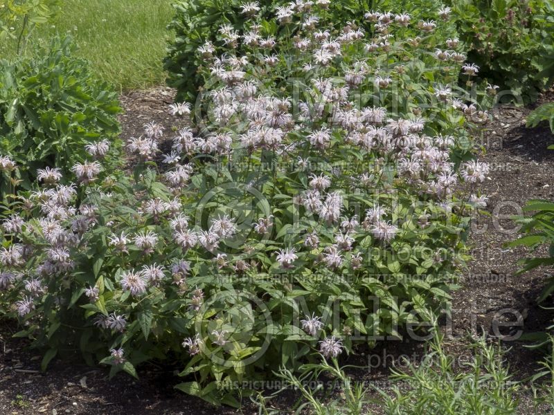 Monarda bradburiana (Bee Balm bergamot)  4 