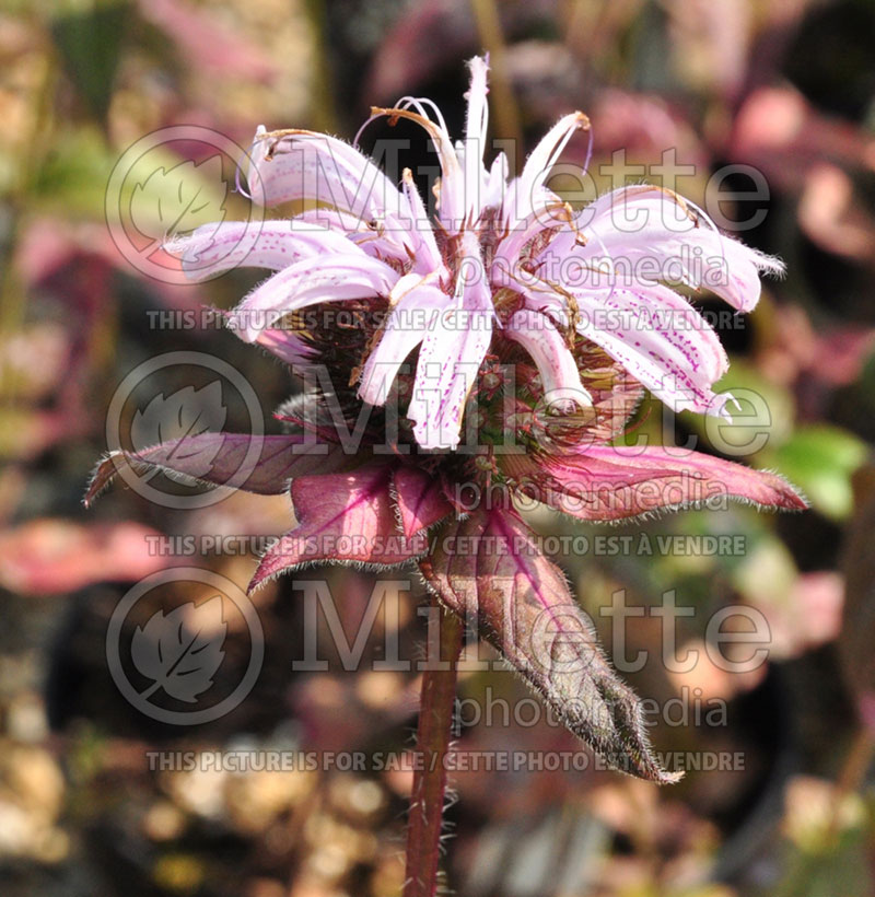 Monarda bradburiana (Bee Balm bergamot) 1  