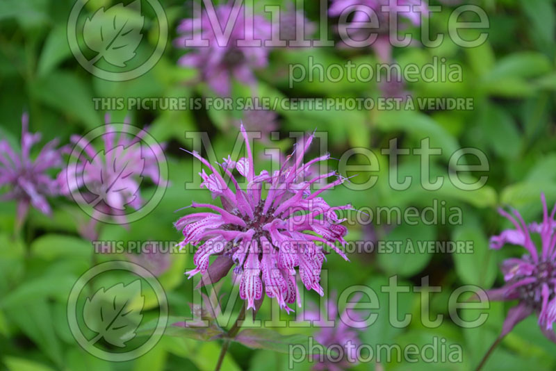 Monarda Prairie Gypsy (Bee Balm bergamot)  1 