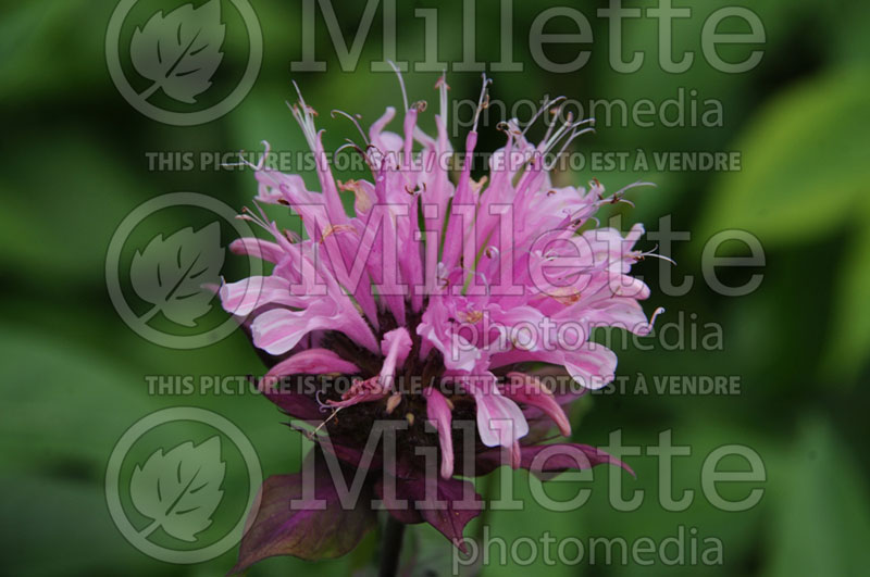 Monarda Bubblegum (Bee Balm bergamot) 3  