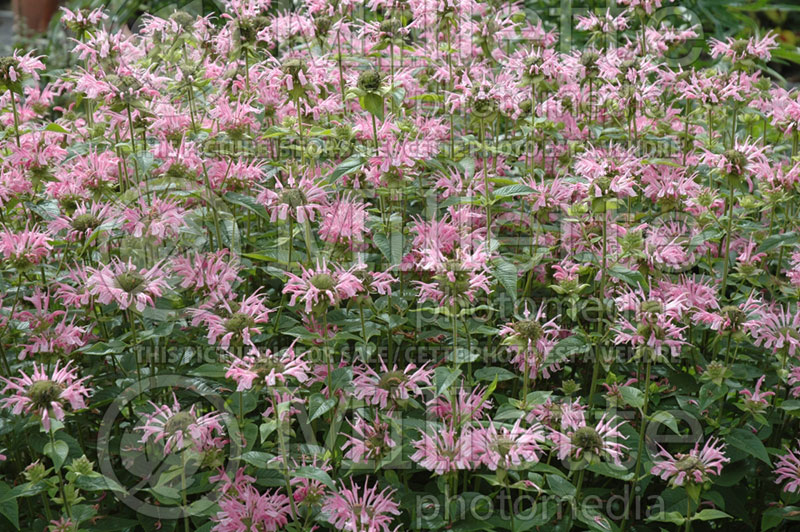 Monarda Bubblegum (Bee Balm bergamot) 2  