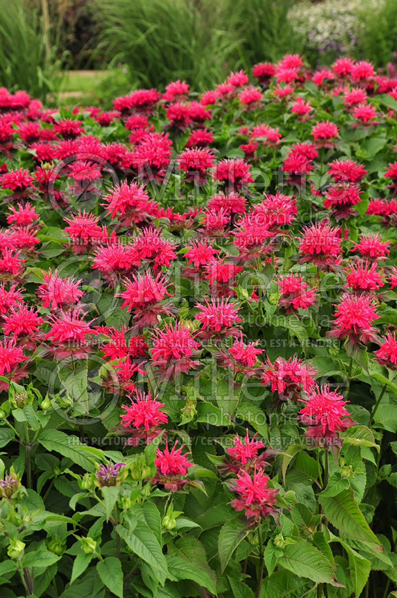 Monarda Cambridge Scarlet (Bee Balm bergamot) 1  