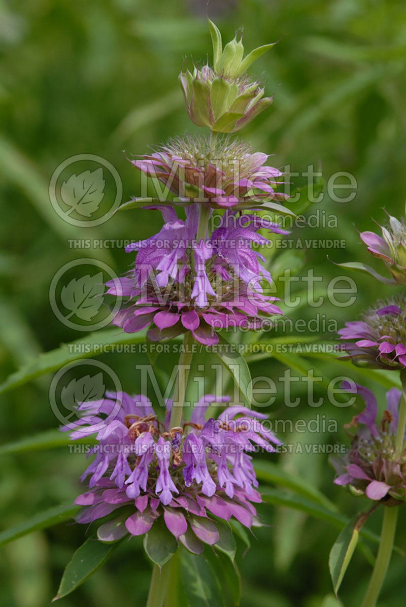 Monarda citriodora (Bee Balm bergamot) 1  