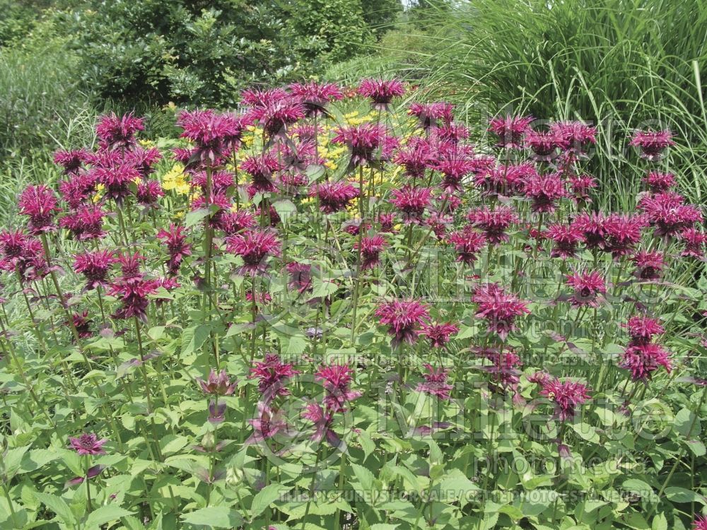 Monarda Colrain Red (Bee Balm bergamot) 1  