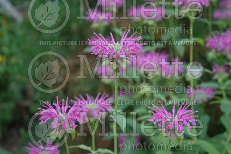 Monarda Croftway Pink (Bee Balm bergamot) 1  