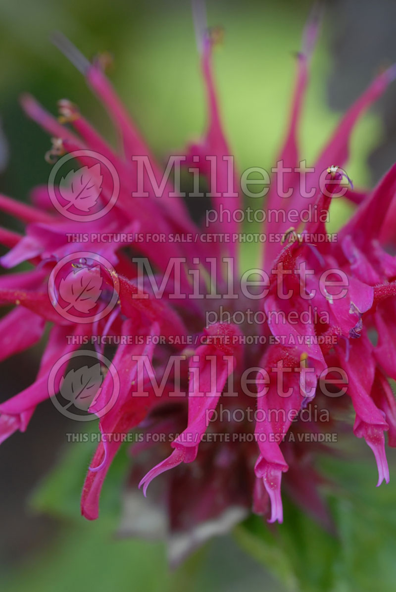 Monarda Dark Ponticum (Bee Balm bergamot) 1  