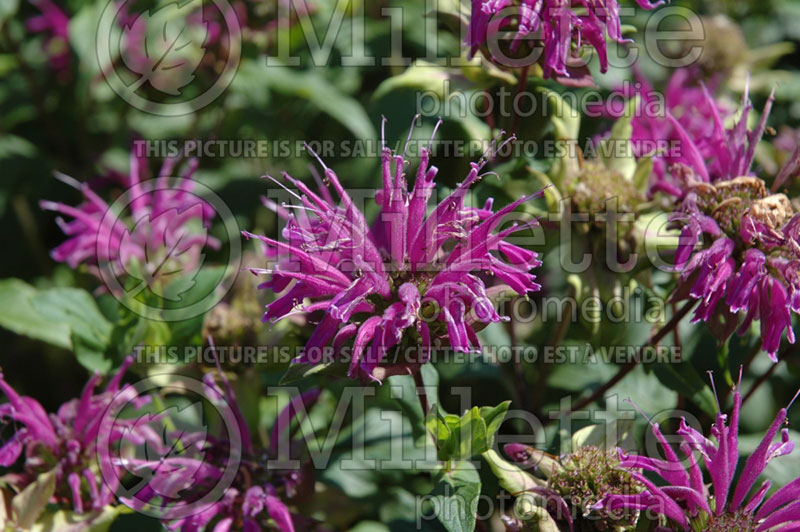 Monarda Dark Ponticum (Bee Balm bergamot) 2  