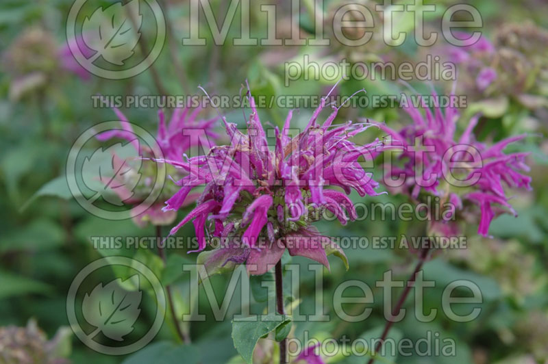 Monarda Dark Ponticum (Bee Balm bergamot) 3  