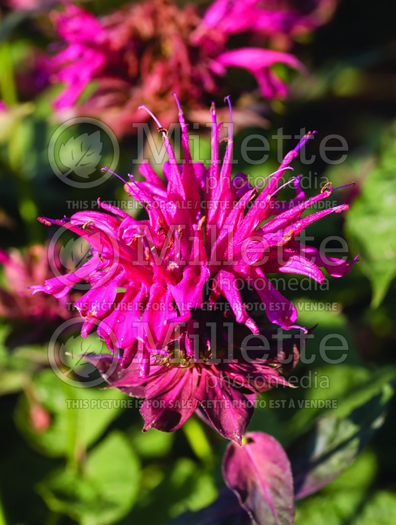 Monarda Balmy Rose (Bee Balm bergamot) 1 