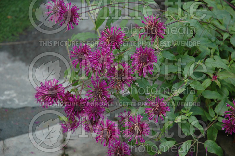 Monarda Blue Stocking (Bee Balm bergamot) 2 