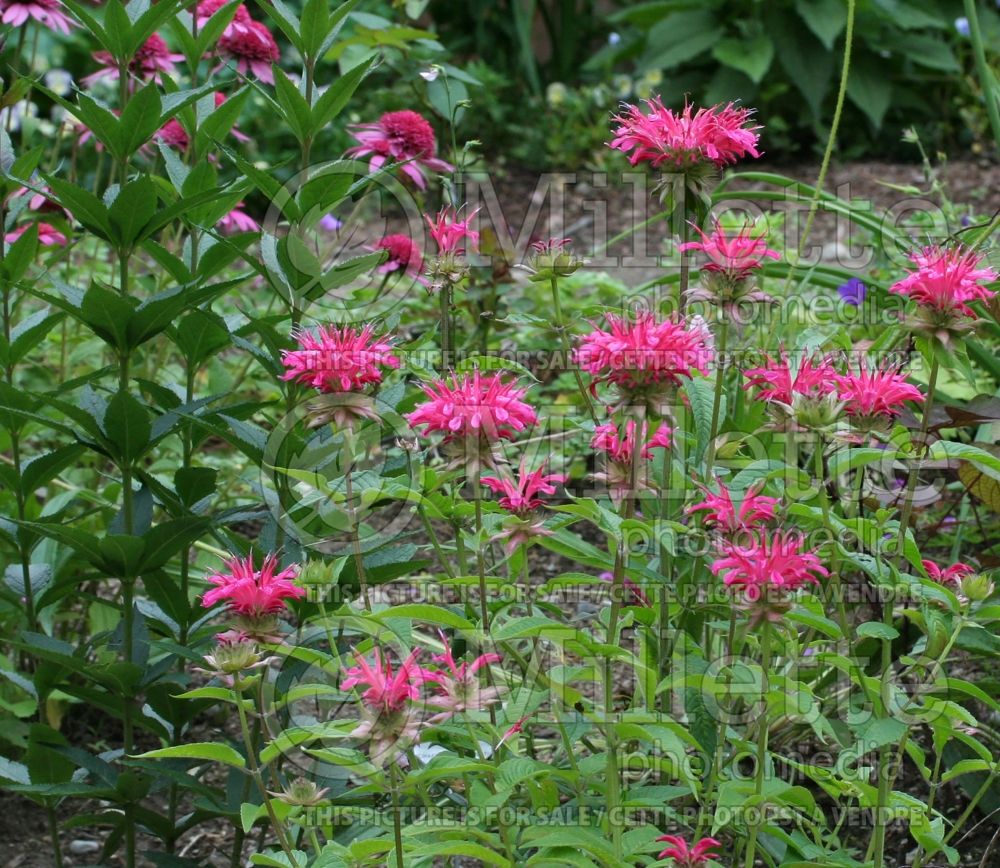 Monarda Coral Reef (Bee Balm bergamot) 5 