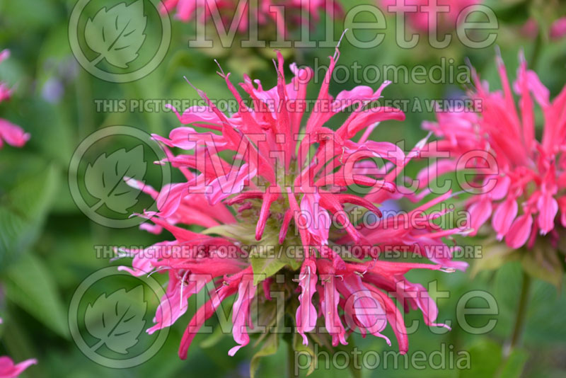 Monarda Coral Reef (Bee Balm bergamot) 2 