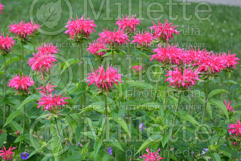 Monarda Coral Reef (Bee Balm bergamot) 3 